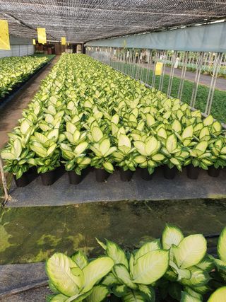 최영수님의 9월 내 작물 자랑하기 · 참여글 작성글 사진