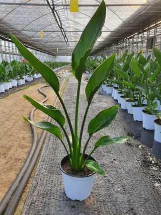 최영수님의 9월 내 작물 자랑하기 · 참여글 작성글 사진