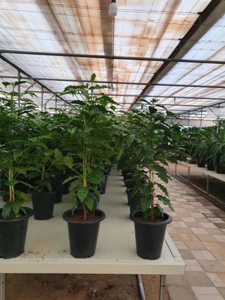 최영수님의 9월 내 작물 자랑하기 · 참여글 작성글 사진