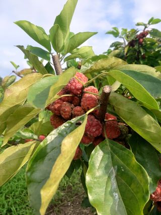 이맹진님의 9월 내 작물 자랑하기 · 참여글 작성글 사진