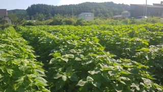 최춘득 청대산 님의 9월 내 작물 자랑하기 · 참여글 작성글 사진