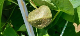 사과15865김도화님의 9월 내 작물 자랑하기 · 참여글 작성글 사진