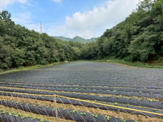 혜향님의 9월 내 작물 자랑하기 · 참여글 작성글 사진
