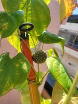 팜모닝 9월 내 작물 자랑하기·참여글 게시글 이미지