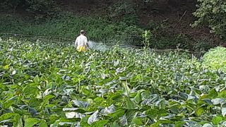 아리랑님의 콩 · 영농일지 작성글 사진