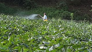 아리랑님의 콩 · 영농일지 작성글 사진