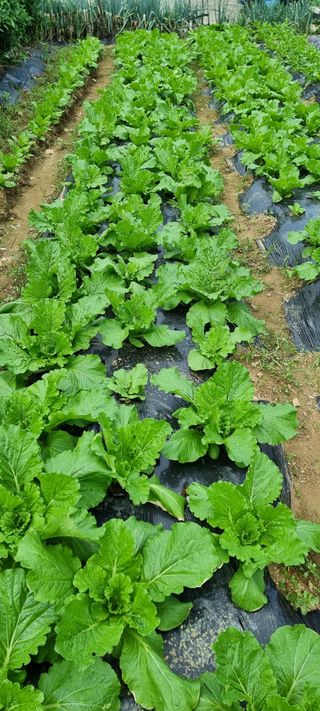 권병성님의 9월 내 작물 자랑하기 · 참여글 작성글 사진