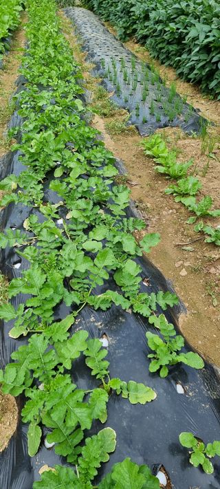 권병성님의 9월 내 작물 자랑하기 · 참여글 작성글 사진