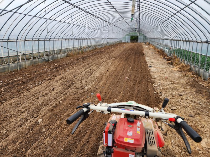 양파님의 장터 판매 상품 [시금치 ] 첨부 사진