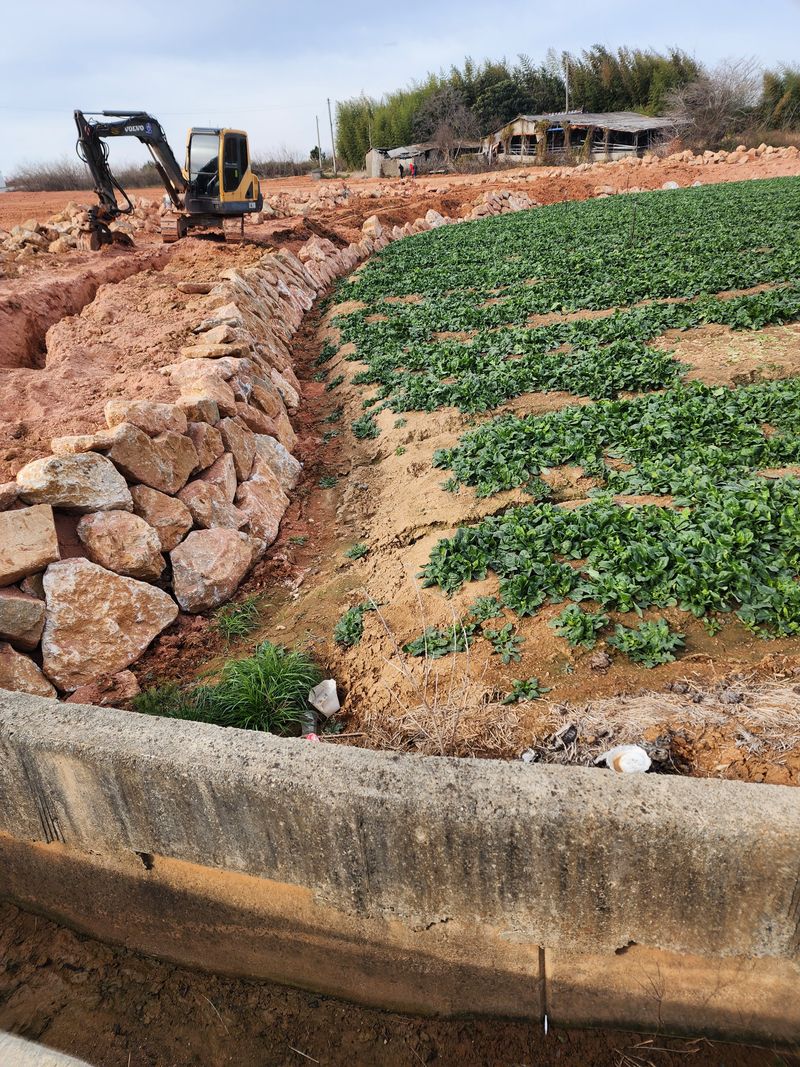 양파님의 장터 판매 상품 [시금치 ] 첨부 사진