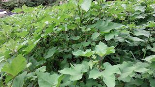 남원기님의 9월 내 작물 자랑하기 · 참여글 작성글 사진