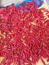 팜모닝 9월 내 작물 자랑하기·참여글 게시글 이미지