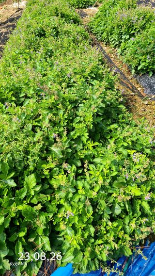 농꾼님의 9월 내 작물 자랑하기 · 참여글 작성글 사진