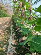 팜모닝 9월 내 작물 자랑하기·참여글 게시글 이미지