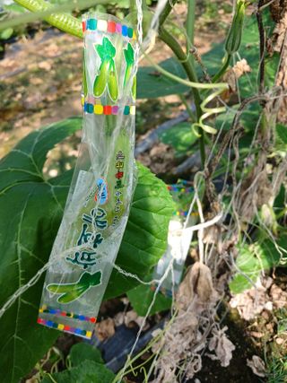 879412님의 9월 내 작물 자랑하기 · 참여글 작성글 사진