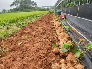김영준님의 9월 내 작물 자랑하기 · 참여글 작성글 사진