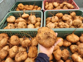 김영준님의 9월 내 작물 자랑하기 · 참여글 작성글 사진