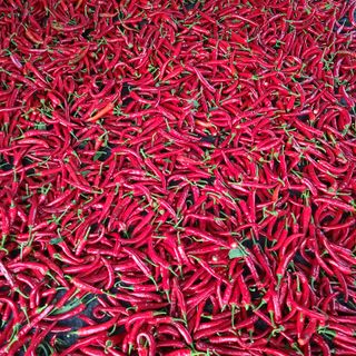 잿고개님의 9월 내 작물 자랑하기 · 참여글 작성글 사진