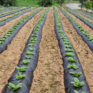 잿고개님의 9월 내 작물 자랑하기 · 참여글 작성글 사진