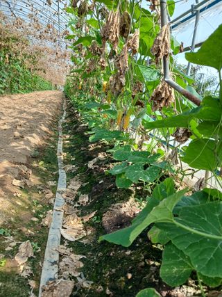 879412님의 9월 내 작물 자랑하기 · 참여글 작성글 사진