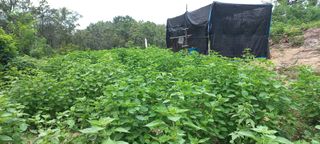 이광희님의 9월 내 작물 자랑하기 · 참여글 작성글 사진