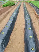 팜모닝 9월 내 작물 자랑하기·참여글 게시글 이미지