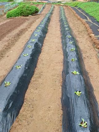 송광호님의 9월 내 작물 자랑하기 · 참여글 작성글 사진