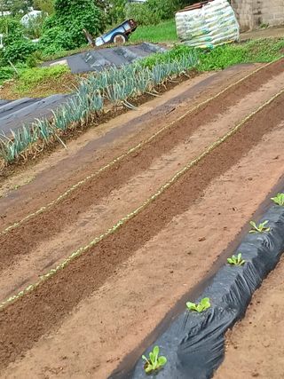 송광호님의 9월 내 작물 자랑하기 · 참여글 작성글 사진