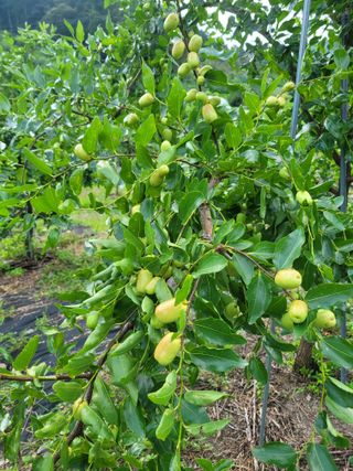 대추님의 9월 내 작물 자랑하기 · 참여글 작성글 사진