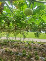 팜모닝 9월 내 작물 자랑하기·참여글 게시글 이미지