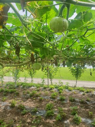 꿀여사농원님의 9월 내 작물 자랑하기 · 참여글 작성글 사진