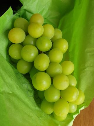 꿀여사농원님의 9월 내 작물 자랑하기 · 참여글 작성글 사진