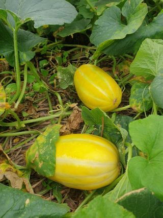 꿀여사농원님의 9월 내 작물 자랑하기 · 참여글 작성글 사진