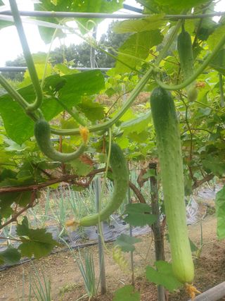 꿀여사농원님의 9월 내 작물 자랑하기 · 참여글 작성글 사진