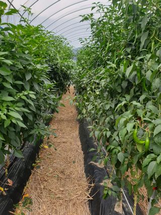 꿀여사농원님의 9월 내 작물 자랑하기 · 참여글 작성글 사진