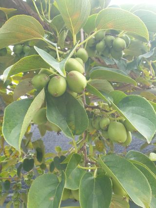 꿀여사농원님의 9월 내 작물 자랑하기 · 참여글 작성글 사진