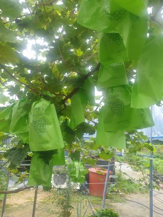 꿀여사농원님의 9월 내 작물 자랑하기 · 참여글 작성글 사진