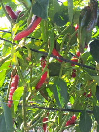 김종옥님의 고추 · 일상 작성글 사진