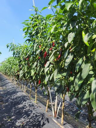 김종옥님의 고추 · 일상 작성글 사진