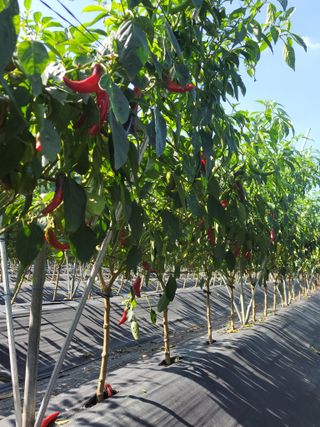 김종옥님의 고추 · 일상 작성글 사진