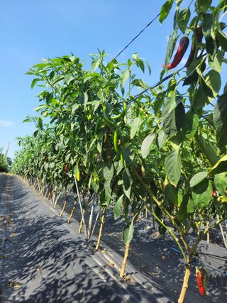 김종옥님의 고추 · 일상 작성글 사진