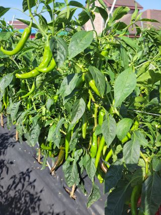 김종옥님의 고추 · 일상 작성글 사진