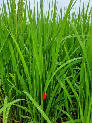 황새님의 9월 내 작물 자랑하기 · 참여글 작성글 사진