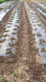 팜모닝 9월 내 작물 자랑하기·참여글 게시글 이미지