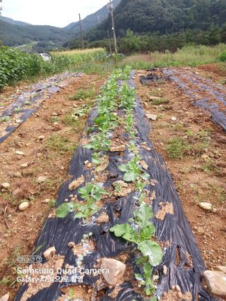 산골마님님의 9월 내 작물 자랑하기 · 참여글 작성글 사진