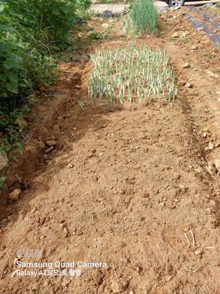 산골마님님의 9월 내 작물 자랑하기 · 참여글 작성글 사진
