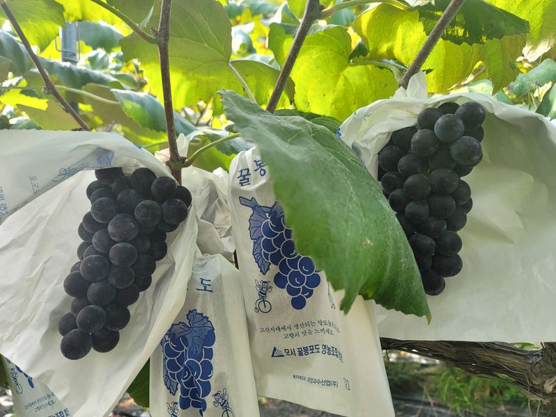 장터 상품 [상주 모서 포도 캠벨포도 꿀봉포도 2kg] 썸네일