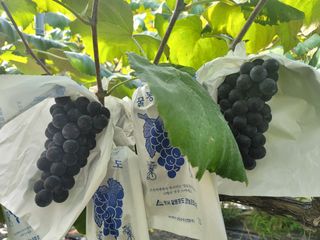 허니캠벨님의 작성글 사진