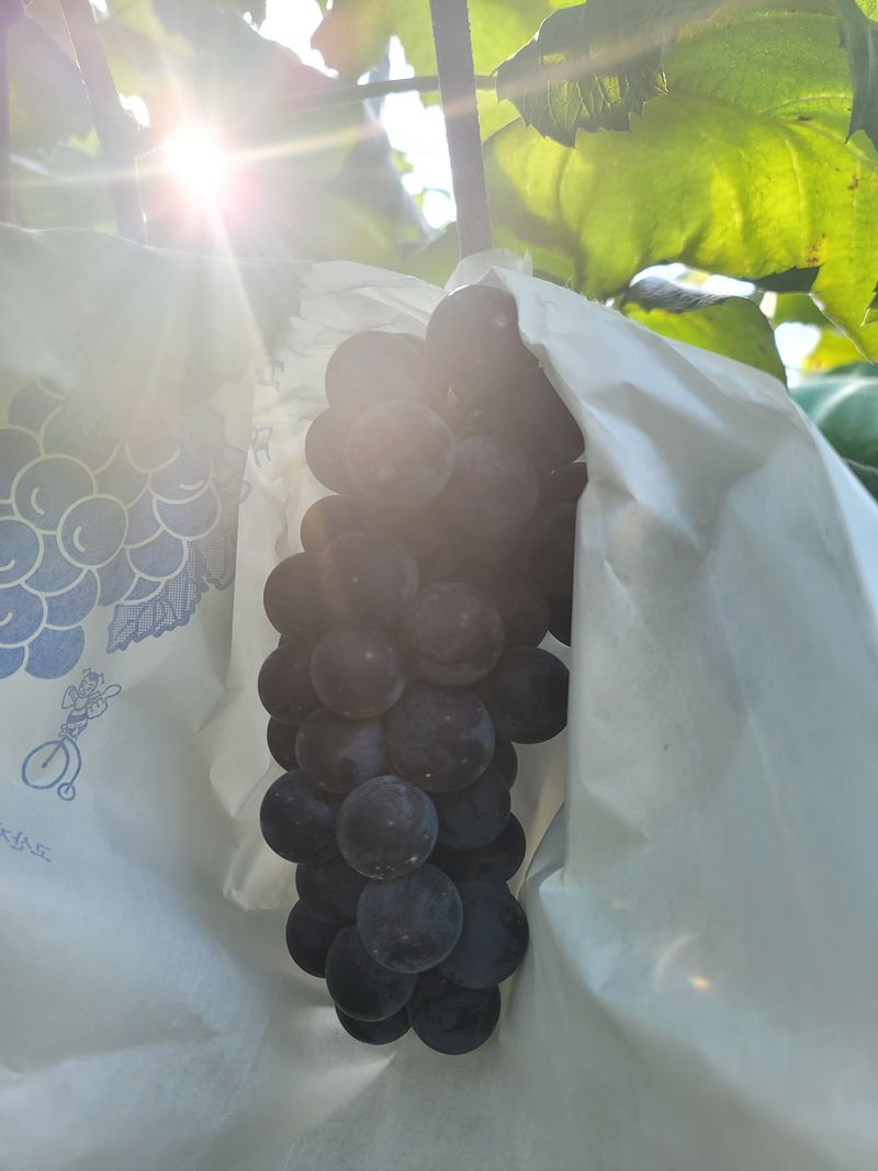 허니캠벨님의 장터 판매 상품 [상주 모서 포도 캠벨포도 꿀봉포도 2kg] 첨부 사진