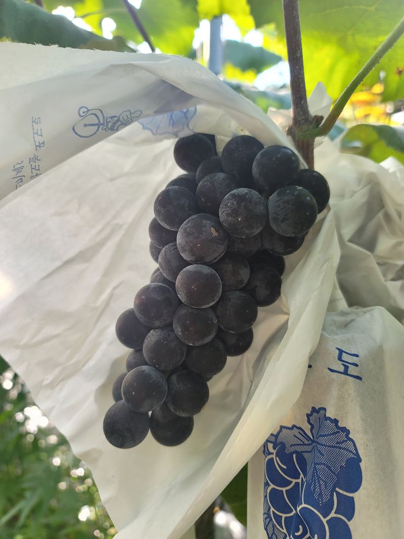 허니캠벨님의 장터 판매 상품 [상주 모서 포도 캠벨포도 꿀봉포도 2kg] 첨부 사진